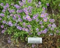 symphyotricum oblongifolius october sky ab.jpg